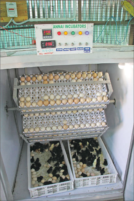 இன்குபேட்டர்