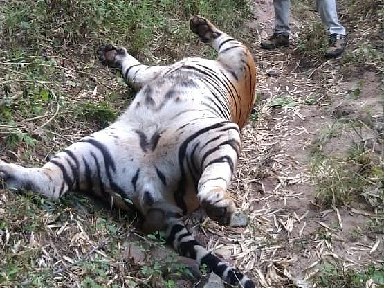 tiger found dead