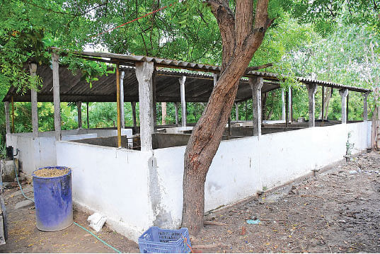 30 பெண் பன்றிகள்... ஆண்டுக்கு ரூ. 32 லட்சம்! வெகுமதி கொடுக்கும் வெண்பன்றி வளர்ப்பு!