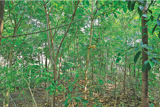 பாரம்பர்ய நெல், காய்கறிகள், மரம் வளர்ப்பு...