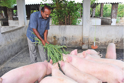 30 பெண் பன்றிகள்... ஆண்டுக்கு ரூ. 32 லட்சம்! வெகுமதி கொடுக்கும் வெண்பன்றி வளர்ப்பு!