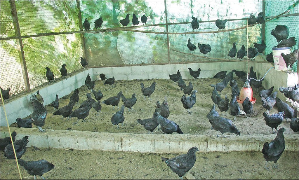 கடக்நாத் கோழிகள் தங்கும் அறைகள்