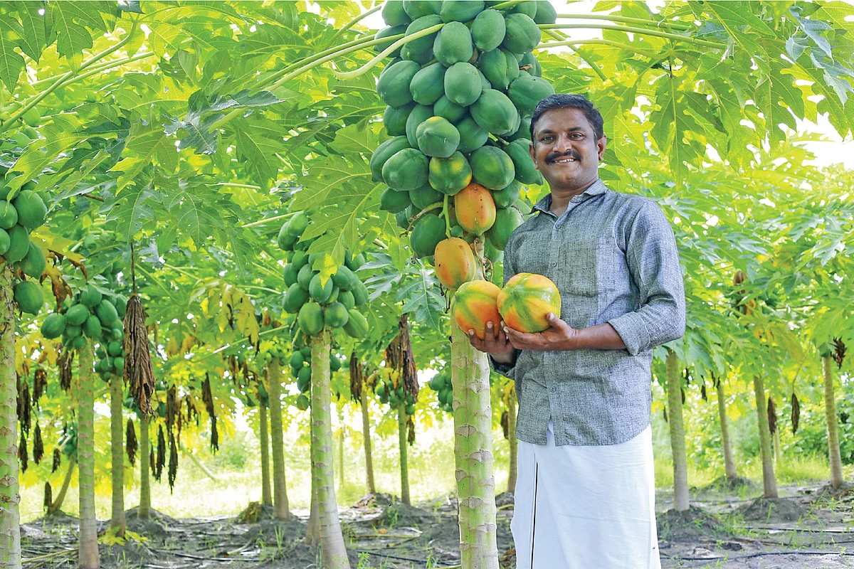 பப்பாளித் தோட்டத்தில் கார்த்திகை முருகன்