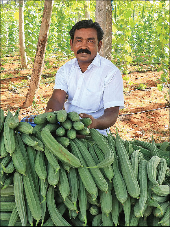 அறுவடையான பீர்க்கங்காயுடன்
