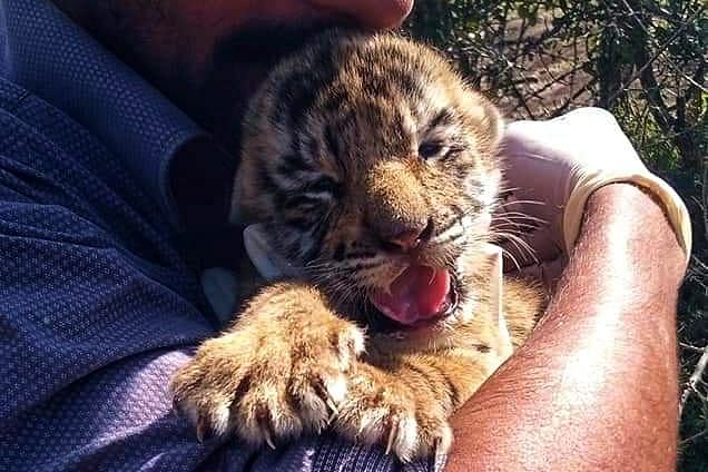 புலிக்குட்டி / tiger cub