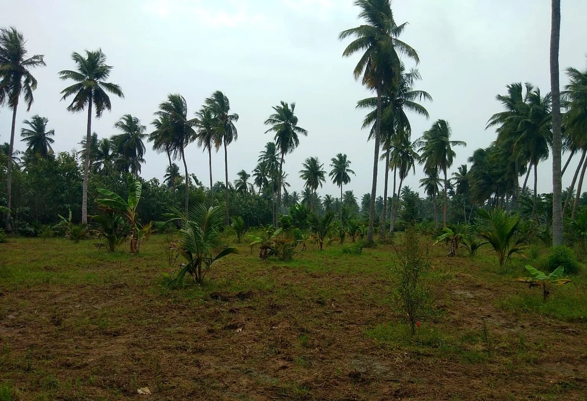 தஞ்சாவூர்