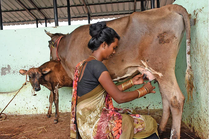 பால் கறக்கும் பணி