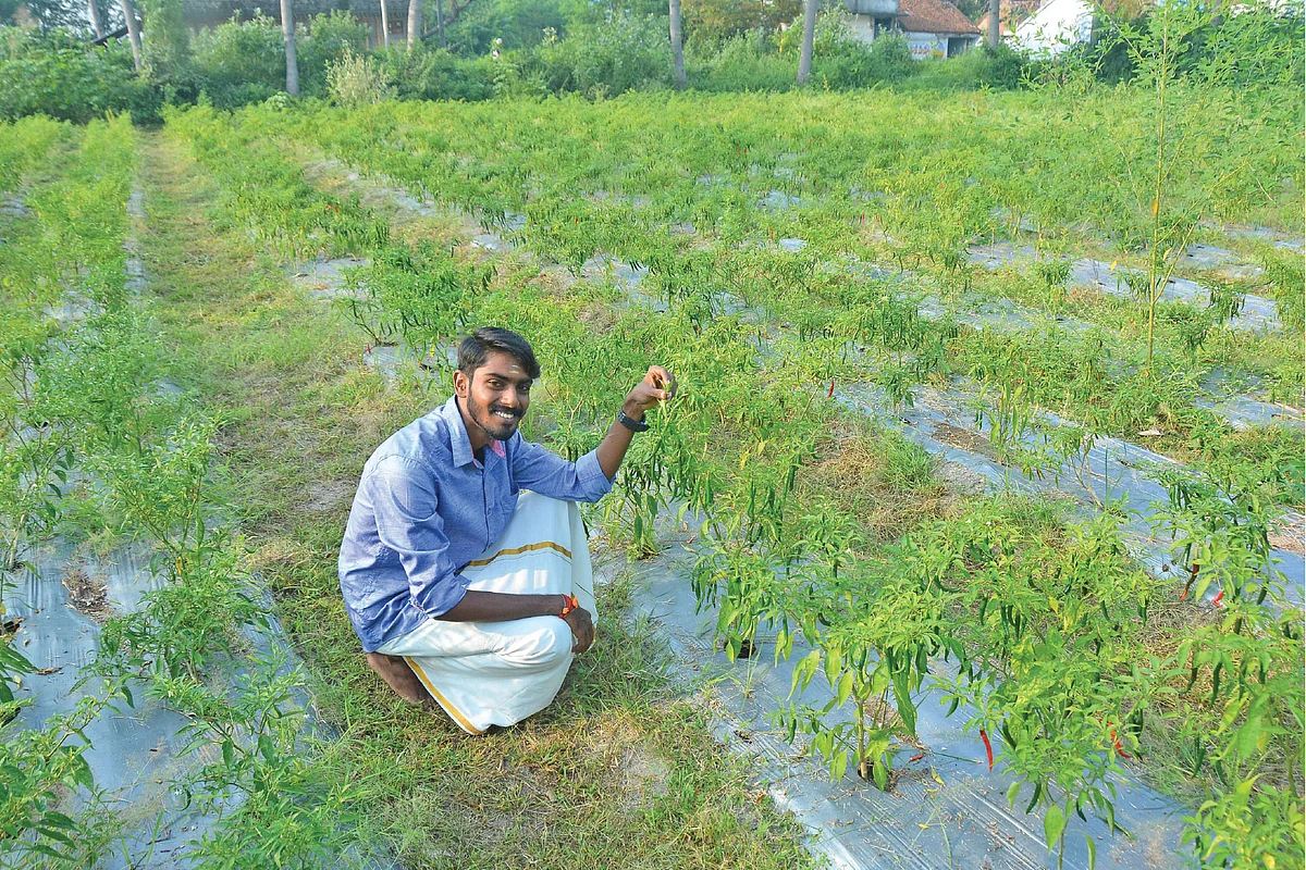 மிளகாய்த் தோட்டத்தில் அருண்