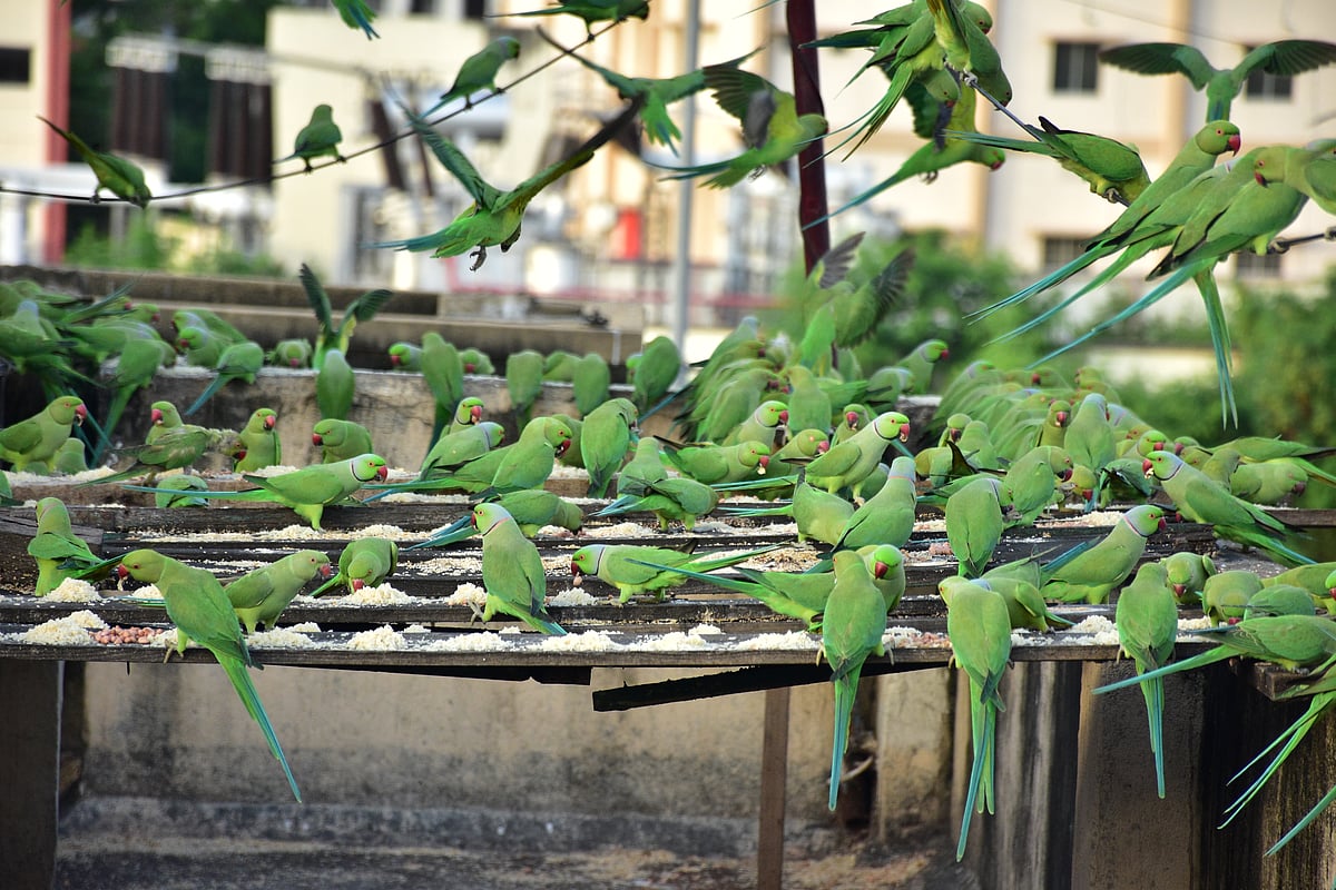 வீட்டில் என்னென்ன பறவைகளை வளர்க்க கூடாது? வனத்துறை வழங்கும் பட்டியல் இதோ...
