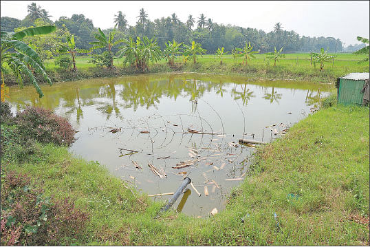பாரம்பர்ய நெல், காய்கறிகள், மரம் வளர்ப்பு...