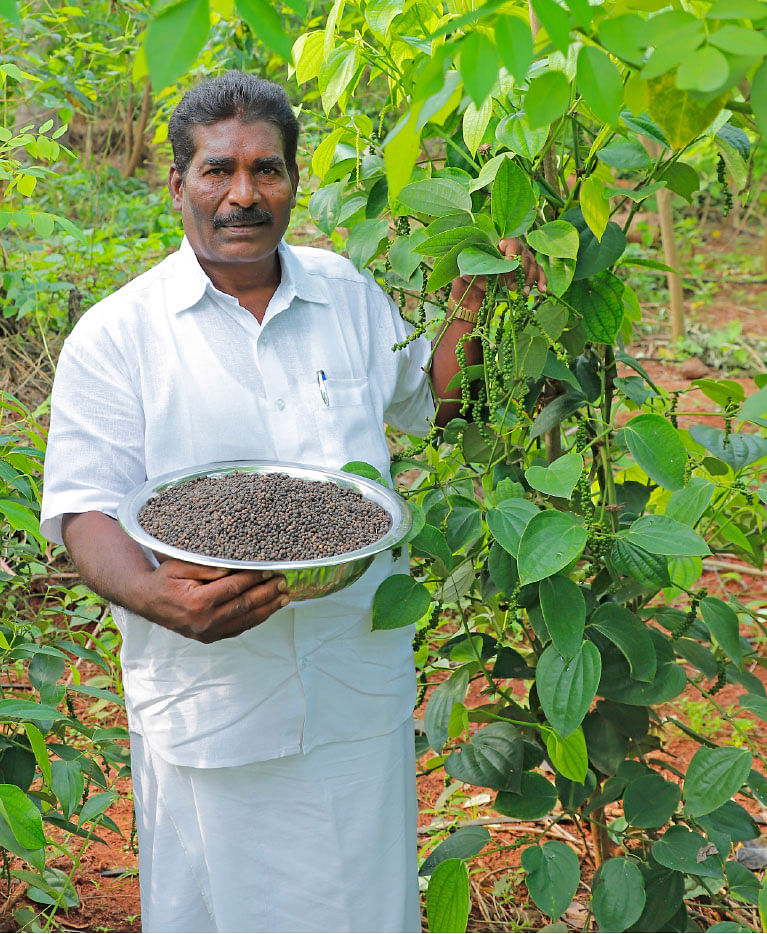 மிளகுடன் பாலுசாமி