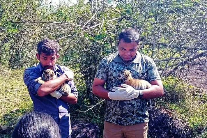 tiger cubs