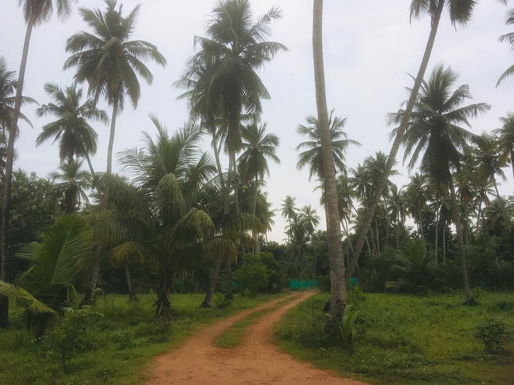 தஞ்சை : கஜா டு நிவர் புயல்... பாதிப்பிலிருந்து தப்பிய டெல்டா - நிம்மதியில் மக்கள்!