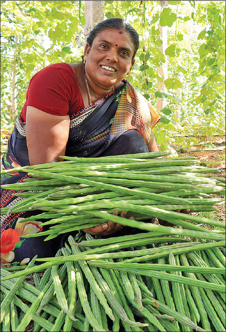 முருங்கைக்காயுடன்