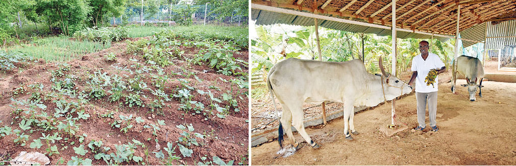 காய்கறித் தோட்டம், மாடுகளுடன்