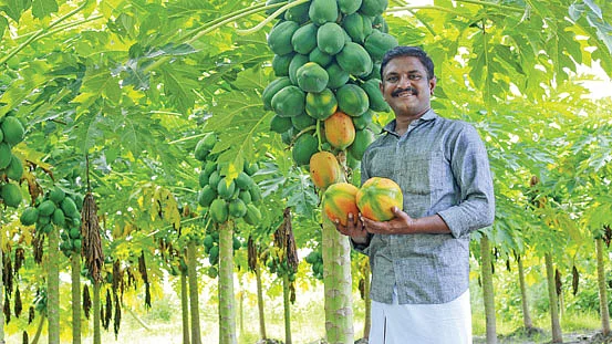 பப்பாளித் தோட்டத்தில் கார்த்திகை முருகன்