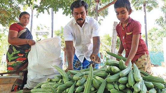 பீர்க்கன்