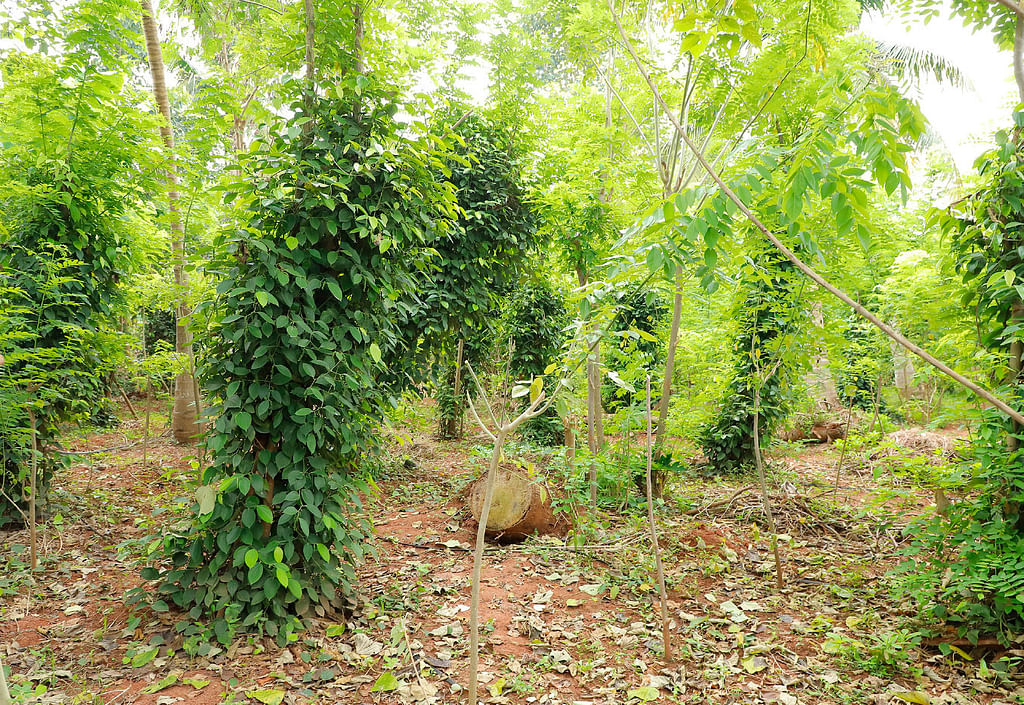 மிளகுத் தோட்டம்