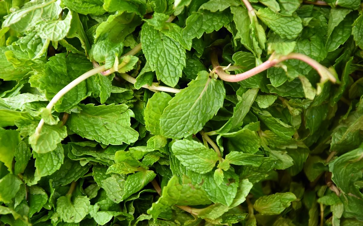 How to series: வீட்டிலேயே புதினா செடி வளர்ப்பது எப்படி? | How to grow mint leaves at home?