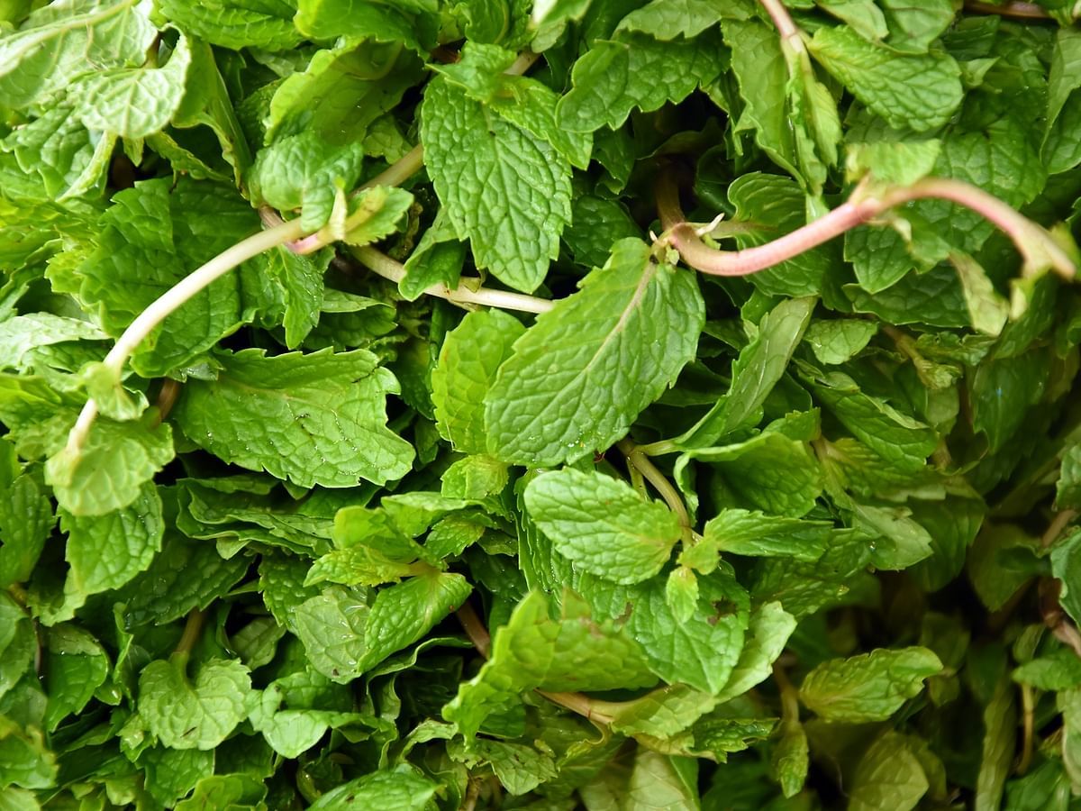 How to series: வீட்டிலேயே புதினா செடி வளர்ப்பது எப்படி? | How to grow mint leaves at home?