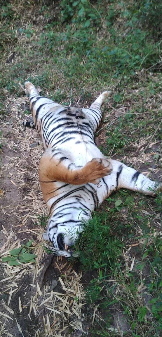 tiger found dead
