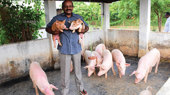 வெண்பன்றிகளுடன் தாமோதரன்