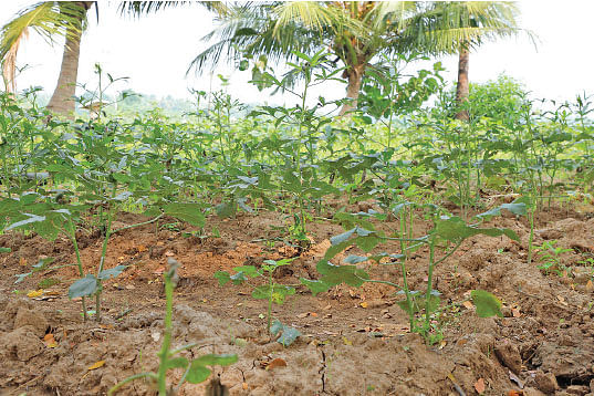 காய்கறித் தோட்டம்