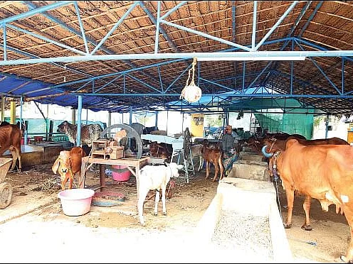 நாட்டிலேயே முதன்முறையாக பசு அமைச்சரவை... பால் விற்பனை - சிவராஜ் சிங் சௌகானின் அடுத்த திட்டம்!