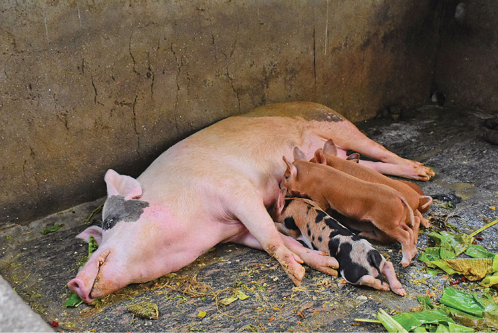 வெண்பன்றிக் குட்டிகள்