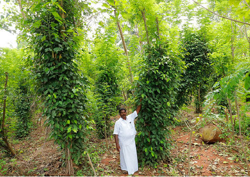 ஆண்டுக்கு ரூ. 3,00,000 சமவெளியிலும் வளரும் ஊடுபயிர் மிளகு!