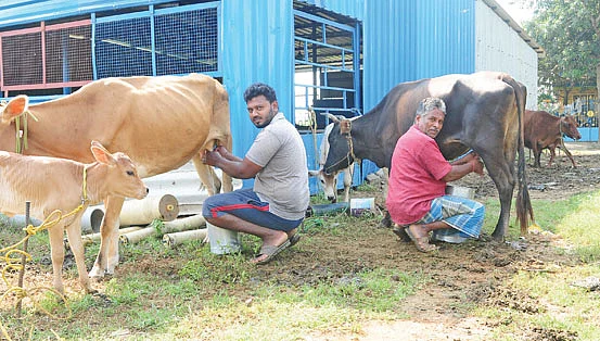 கறவை மாடு வளர்ப்பு