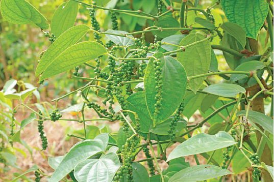 ஆண்டுக்கு ரூ. 3,00,000 சமவெளியிலும் வளரும் ஊடுபயிர் மிளகு!