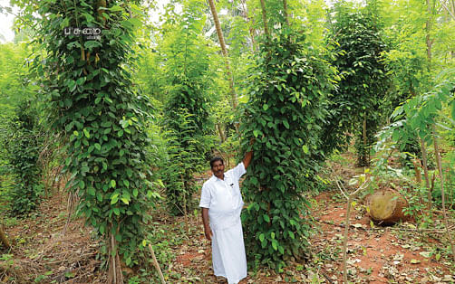 ஆண்டுக்கு ரூ. 3,00,000 சமவெளியிலும் வளரும் ஊடுபயிர் மிளகு!