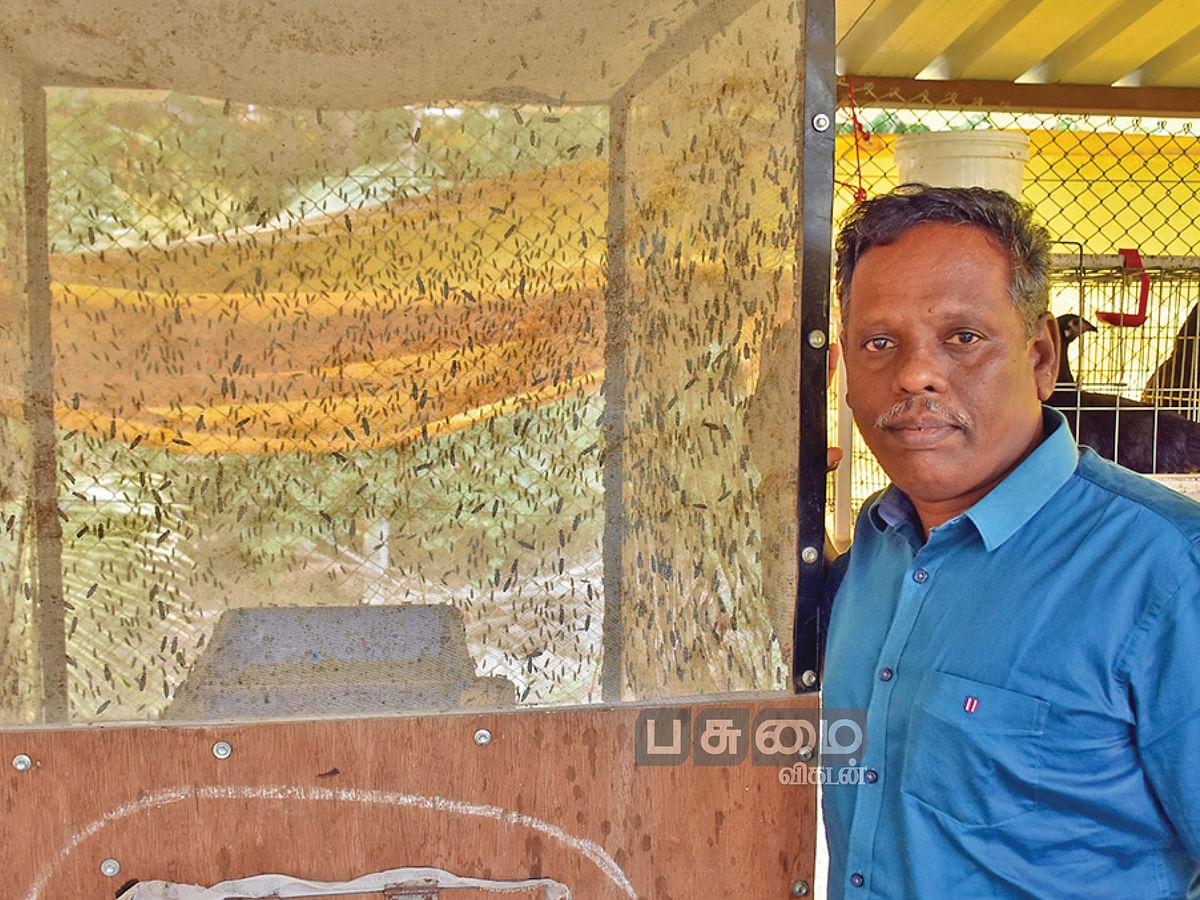 கால்நடைத் தீவனமாகும் புழுக்கள்! - குறைந்த செலவில் புரதம் நிறைந்த தீவனம்!