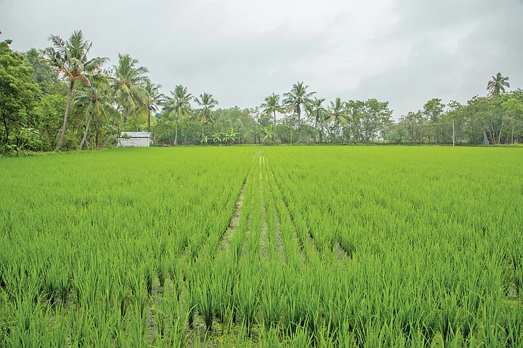 50 சென்ட்... ரூ. 34,000 வருமானம்! பேருந்து நடத்துநரின் நிலக்கடலை சாகுபடி!
