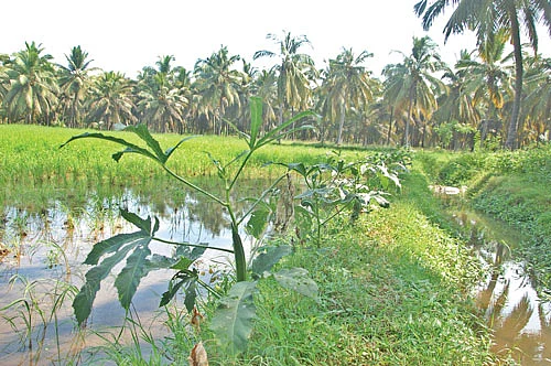 காற்று அடித்தாலும் கதிர் சாயாத நெல் ரகம்! - பாரம்பர்ய விதைகளைப் பாதுகாக்கும் கல்லூரிப் பேராசிரியர்!