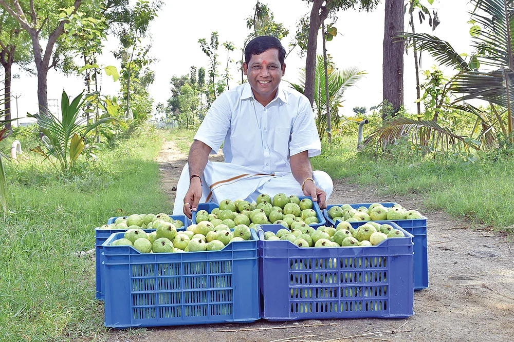 அறுவடை செய்த கொய்யாவுடன் திருப்பதி