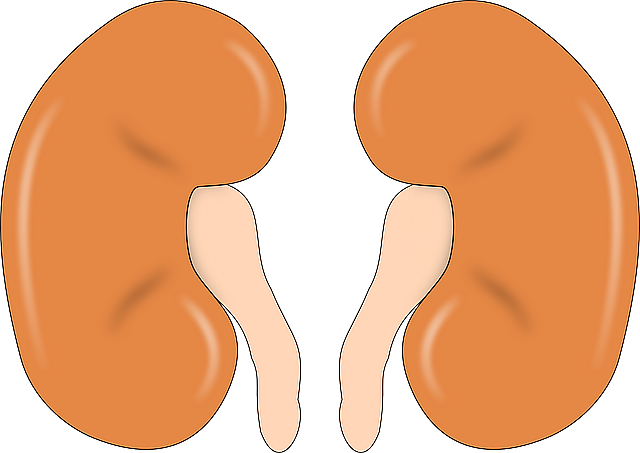 kidney