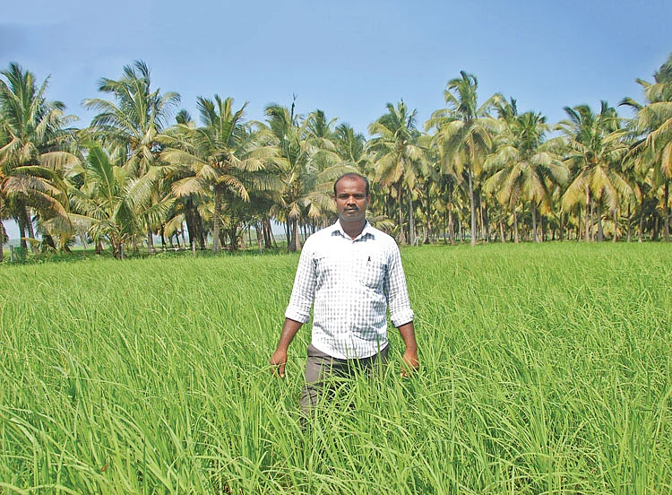 கொட்டாரச் சம்பா நெல் வயலில் சாலமன் ஜீவா