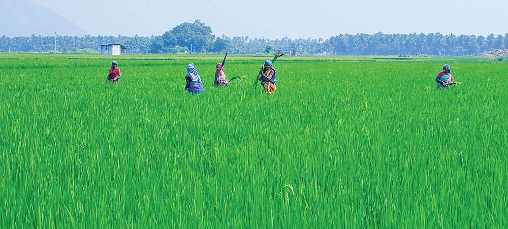 களை பறிக்கும் பணியில்
