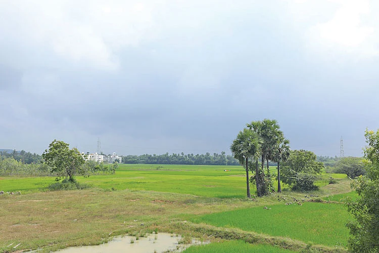 ஏரிப்பாசனத்தால் பயன்பெறும் விவசாய நிலங்கள்