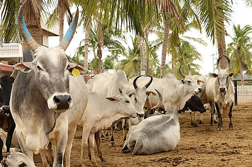 காங்கேயம் மாடுகள்