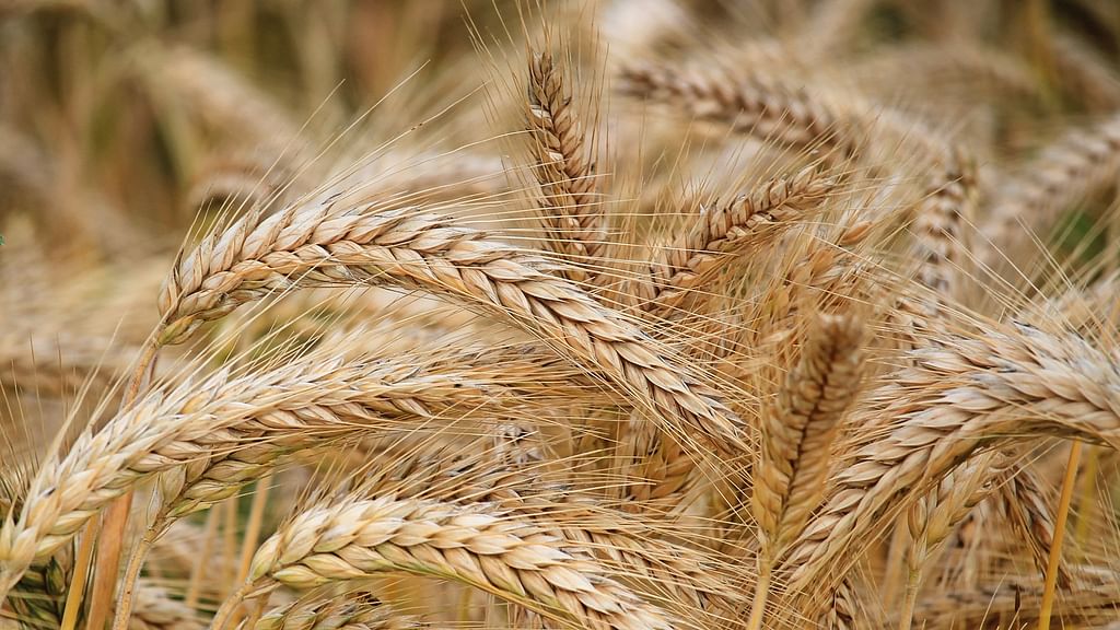 Barley