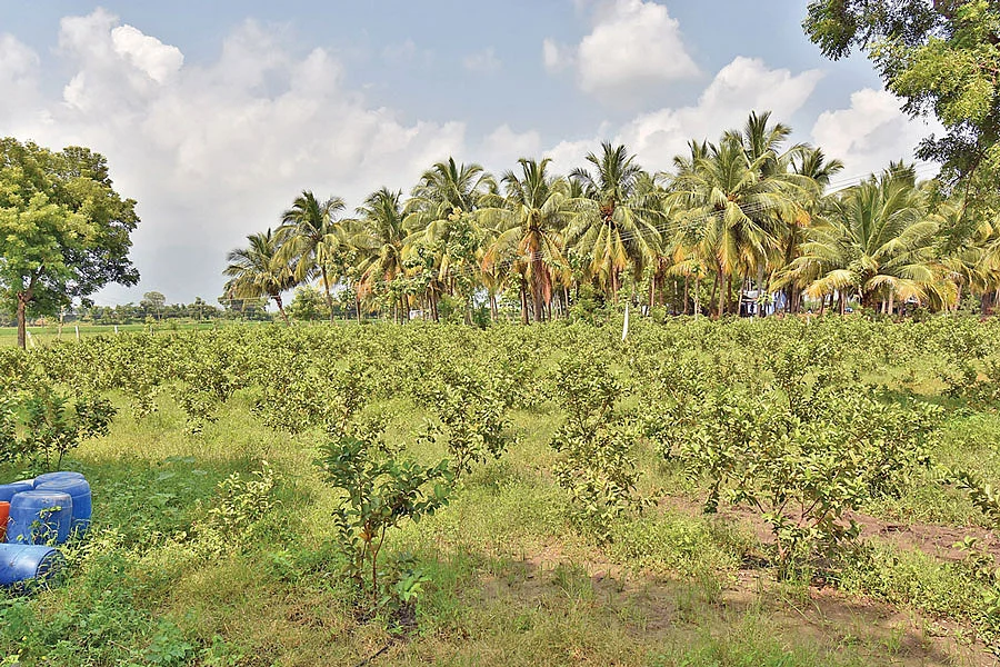 கொய்யாத் தோட்டம்