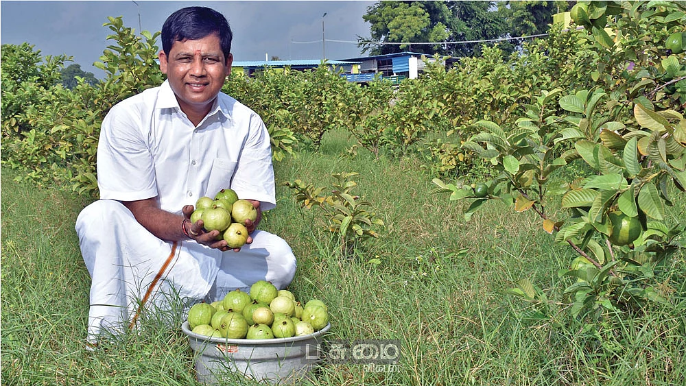அறுவடை செய்த கொய்யாவுடன் திருப்பதி