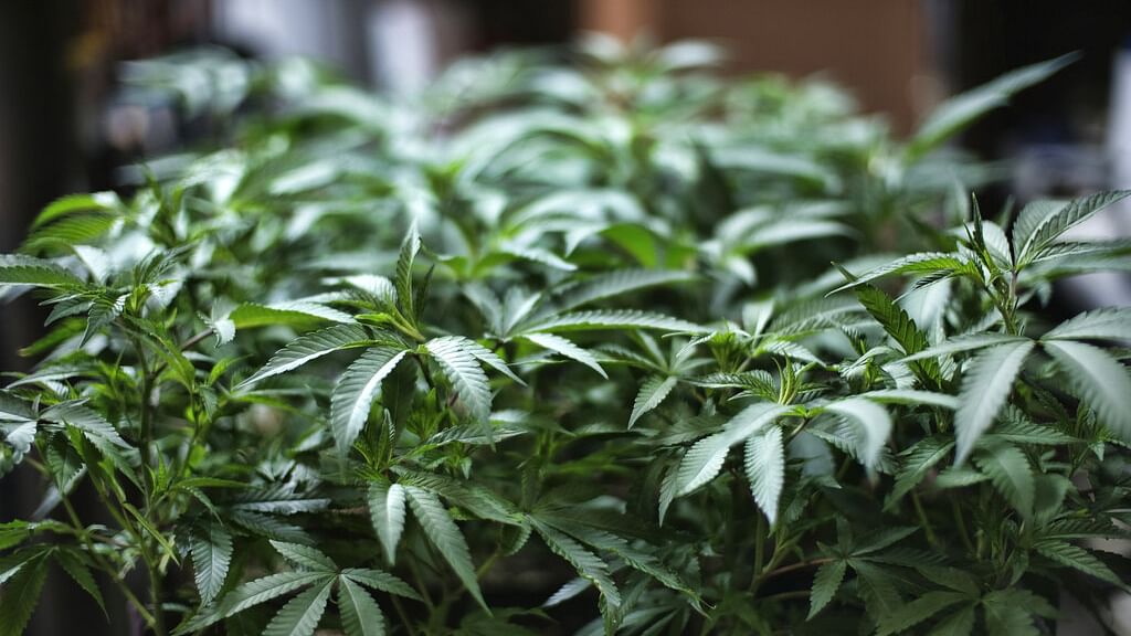Marijuana