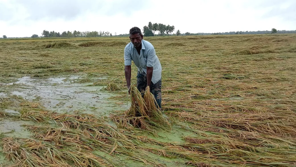 மழை நீரில் மூழ்கிய நெல் பயிர் | பாதிக்கப்பட்ட
விவசாயி