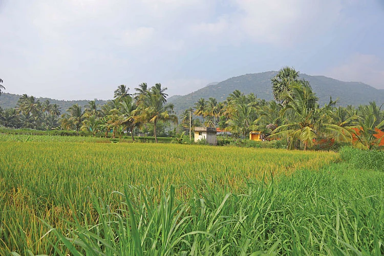 பசுமை சூழ்ந்த பண்ணை