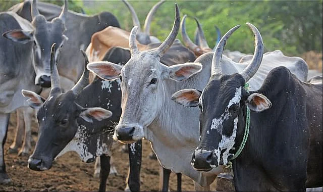 ஆலம்பாடி மாடுகள்