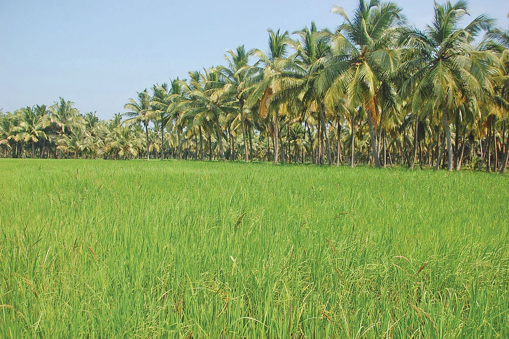 காற்று அடித்தாலும் கதிர் சாயாத நெல் ரகம்! - பாரம்பர்ய விதைகளைப் பாதுகாக்கும் கல்லூரிப் பேராசிரியர்!
